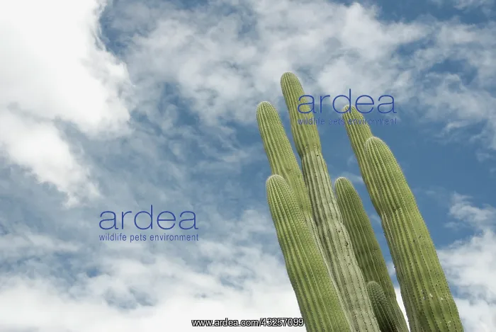 : Cactus, Saguaro cactus, Carnegiea gigantea : Cactus, Saguaro cactus, Carnegiea gigantea