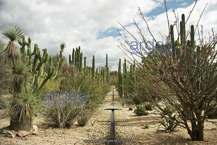: Cactus, Saguaro cactus, Carnegiea gigantea : Cactus, Saguaro cactus, Carnegiea gigantea