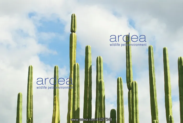 : Cactus, mexican fence post cactus, Pachycereus Marginatus : Cactus, mexican fence post cactus, Pachycereus Marginatus