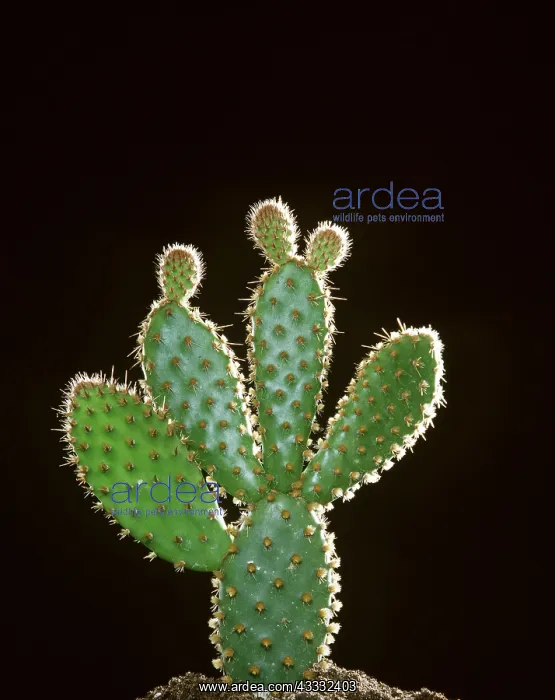 : CACTUS : CACTUS