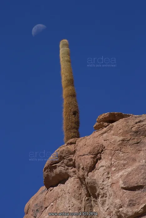 : Cactus - Atacama - Chile : Cactus - Atacama - Chile