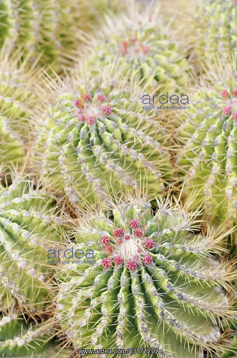 : Cactus, Barrel cactus, Erocactus echidne, Detail showing pat : Cactus, Barrel cactus, Erocactus echidne, Detail showing pat