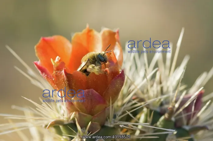 : Cactus bee on buckhorn cholla flower : Cactus bee on buckhorn cholla flower