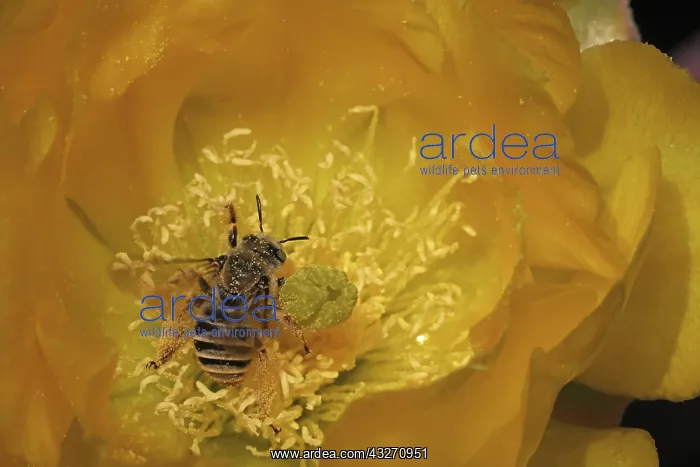 : Cactus bee, Diadasia rinconis, collecting nectar and pollen : Cactus bee, Diadasia rinconis, collecting nectar and pollen