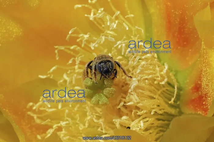 : Cactus bee, Diadasia rinconis, collecting nectar and pollen : Cactus bee, Diadasia rinconis, collecting nectar and pollen