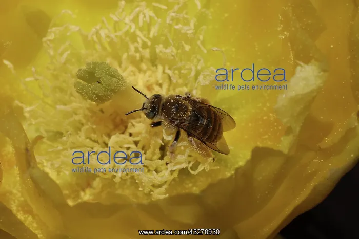 : Cactus bee, Diadasia rinconis, feeding in prickly pear bloss : Cactus bee, Diadasia rinconis, feeding in prickly pear bloss