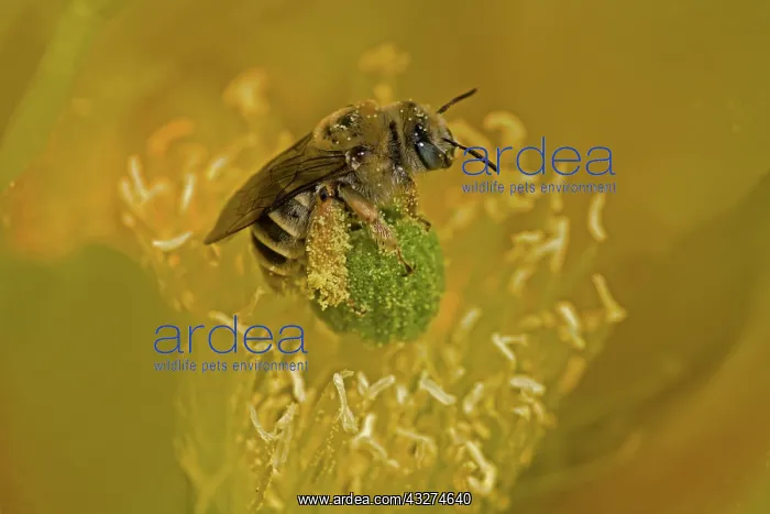 : Cactus Bee (Diadasia spp) on Prickly Pear Blossum (Oppuntia : Cactus Bee (Diadasia spp) on Prickly Pear Blossum (Oppuntia