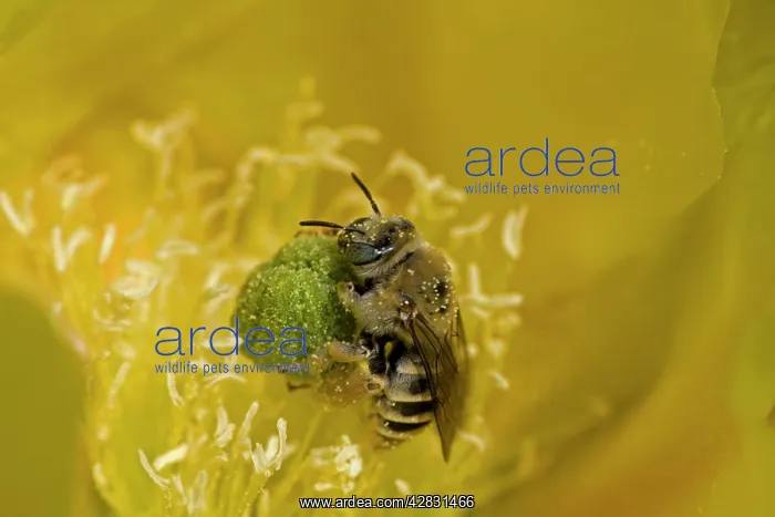 : Cactus Bee - on Prickly Pear Blossum (Oppuntia : Cactus Bee - on Prickly Pear Blossum (Oppuntia