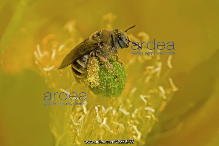 : Cactus Bee - on Prickly Pear Blossum (Oppuntia : Cactus Bee - on Prickly Pear Blossum (Oppuntia