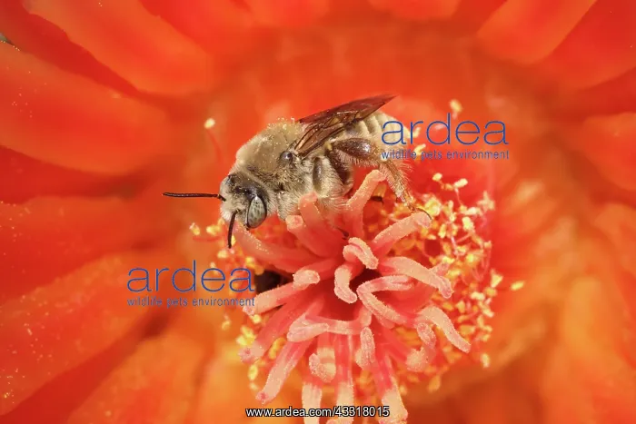 : Cactus bees (Diadasia Rinconis), taking nectar and collectin : Cactus bees (Diadasia Rinconis), taking nectar and collectin