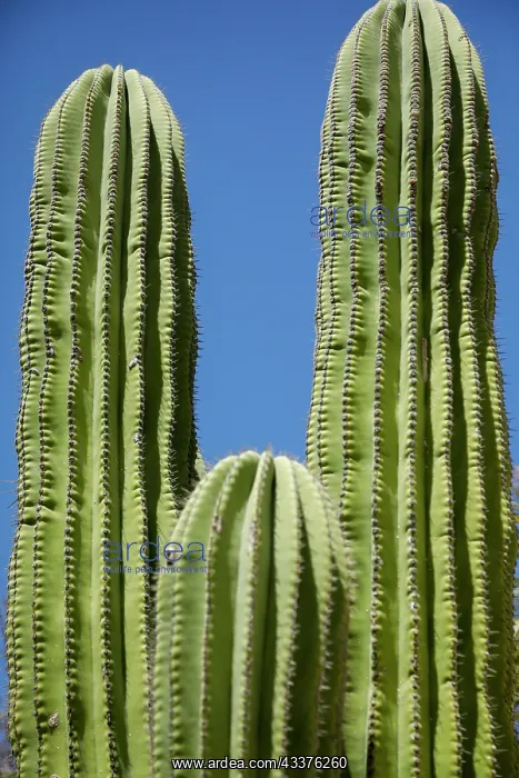 : Cactus. Cabo San Lucas, Mexico : Cactus. Cabo San Lucas, Mexico