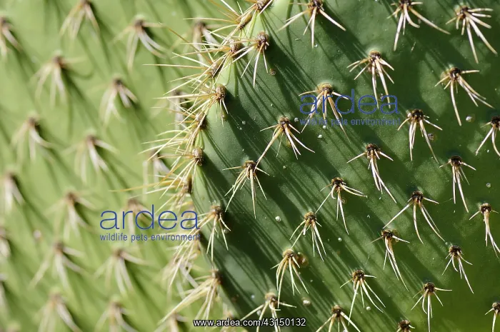 : Cactus, Coastal Prickly Pear Cactus, Opuntia littoralis, Det : Cactus, Coastal Prickly Pear Cactus, Opuntia littoralis, Det