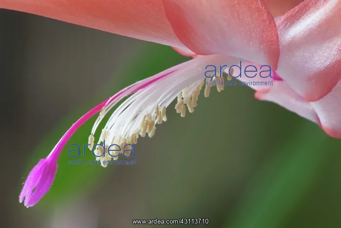 : Cactus, Crab Cactus, Schlumbergera truncata Petra's : Cactus, Crab Cactus, Schlumbergera truncata Petra's