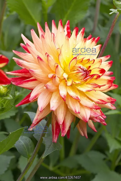 : Cactus Dahlia Isadora : Cactus Dahlia Isadora