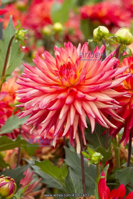 : Cactus Dahlia Java : Cactus Dahlia Java