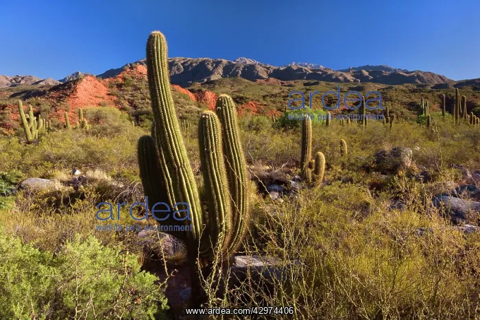 : Cactus Desert - arid mountainous landscape with : Cactus Desert - arid mountainous landscape with
