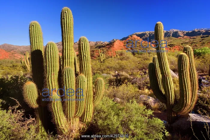 : Cactus Desert - arid mountainous landscape with : Cactus Desert - arid mountainous landscape with