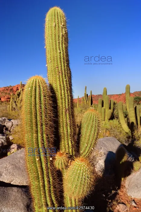 : Cactus Desert - arid mountainous landscape with : Cactus Desert - arid mountainous landscape with