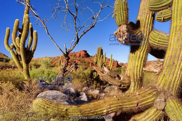 : Cactus Desert - arid mountainous landscape with : Cactus Desert - arid mountainous landscape with