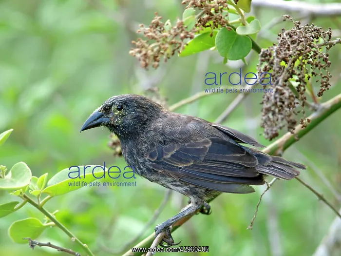  : Cactus Finch
