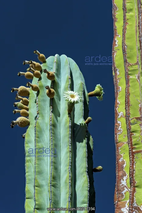  : Cactus flower