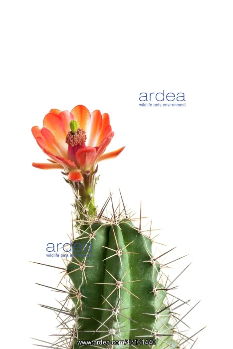: Cactus flower on white background : Cactus flower on white background