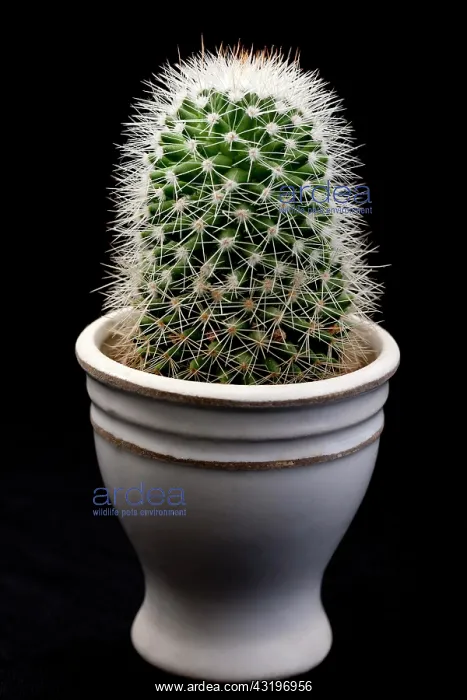 : Cactus in a flowerpot cacti, cactus, spiked, thorny : Cactus in a flowerpot cacti, cactus, spiked, thorny