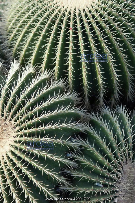 : Cactus, Golden barrel cactus : Cactus, Golden barrel cactus