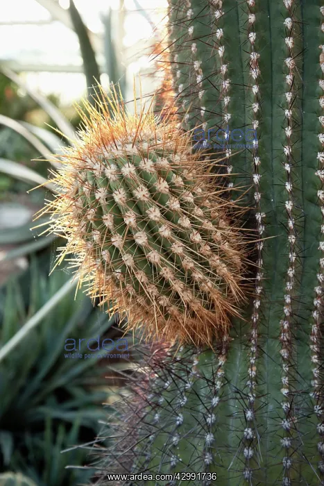 : Cactus, Golden barrel cactus : Cactus, Golden barrel cactus