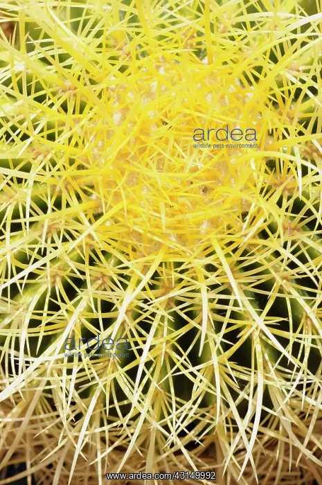 : Cactus, Golden barrel cactus, Echinocactus, Echinocactus : Cactus, Golden barrel cactus, Echinocactus, Echinocactus