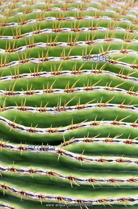 : Cactus, Golden barrel cactus, Echinocactus, Echinocactus : Cactus, Golden barrel cactus, Echinocactus, Echinocactus