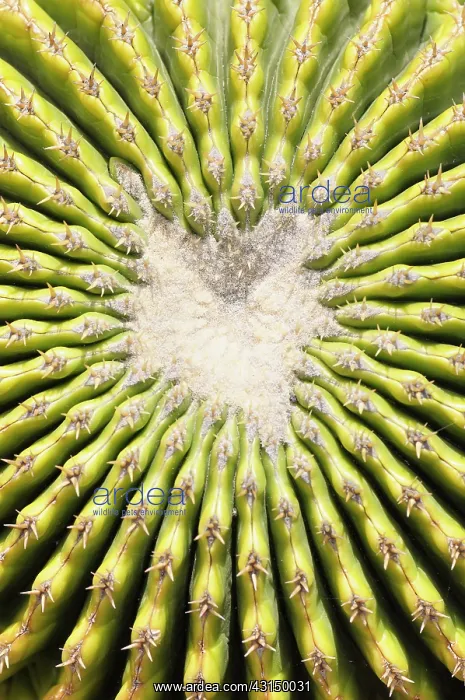 : Cactus, Golden barrel cactus, Echinocactus, Echinocactus : Cactus, Golden barrel cactus, Echinocactus, Echinocactus
