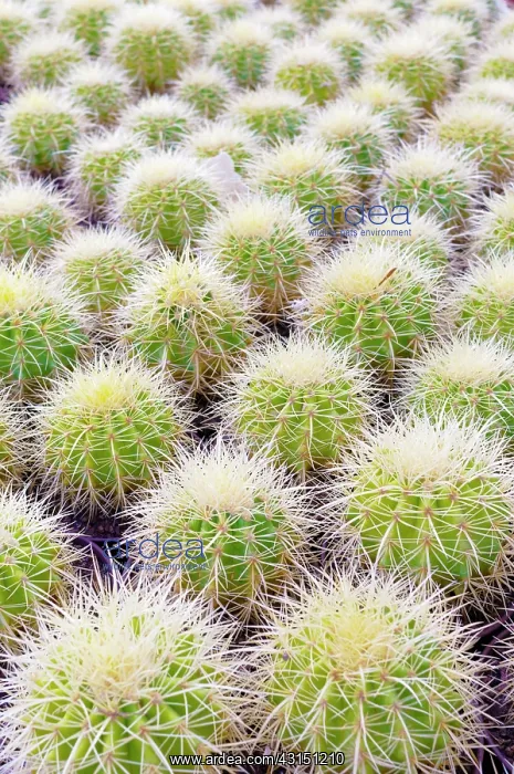 : Cactus, Golden Barrel Cactus, Echinocactus grusonii, Mass of : Cactus, Golden Barrel Cactus, Echinocactus grusonii, Mass of