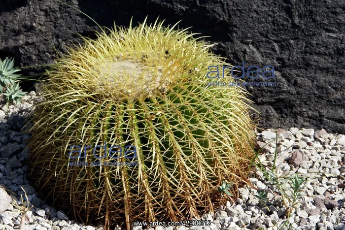 : Cactus - Golden Barrel in park : Cactus - Golden Barrel in park