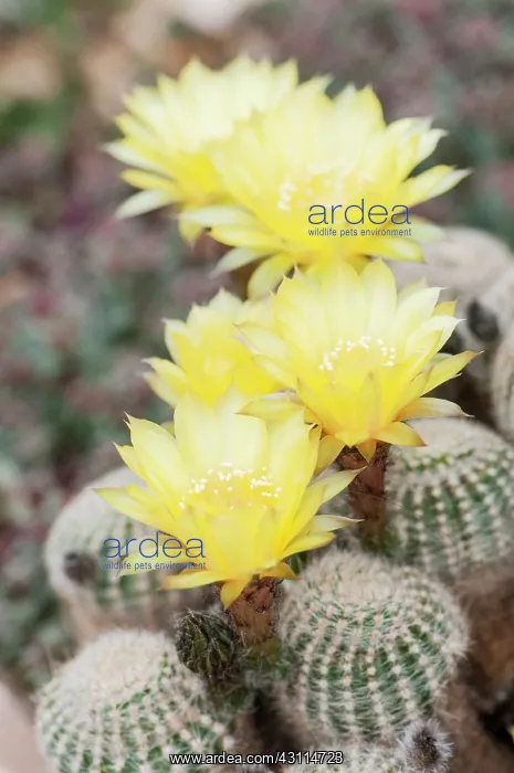 : Cactus, Golden easter Lily cactus, Echinopsis aurea : Cactus, Golden easter Lily cactus, Echinopsis aurea