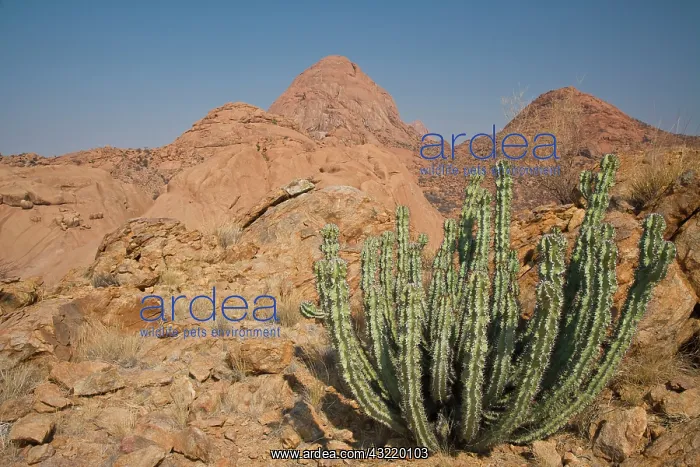 : Cactus and granite domes in Damaraland : Cactus and granite domes in Damaraland