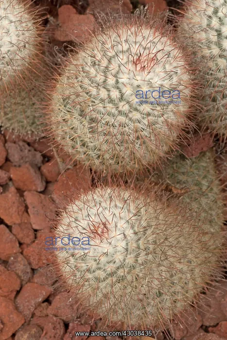  : Cactus IUCN Vulnerable
