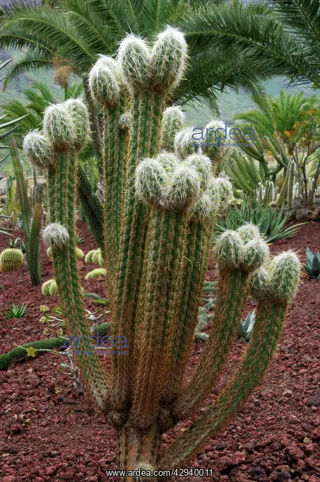 : Cactus - Jardin de la Marquesa Botanical Gardens : Cactus - Jardin de la Marquesa Botanical Gardens