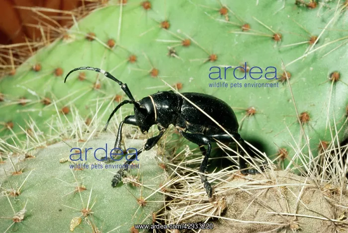 : Cactus Long-horn Beetle : Cactus Long-horn Beetle
