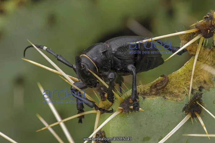: cactus longhorn beetle, Moneilema gigas, flightless, black b : cactus longhorn beetle, Moneilema gigas, flightless, black b