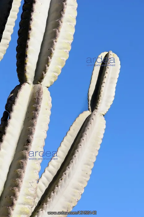 : Cactus, Mexican Giant Cardon, Pachycereus, Pachycereus : Cactus, Mexican Giant Cardon, Pachycereus, Pachycereus
