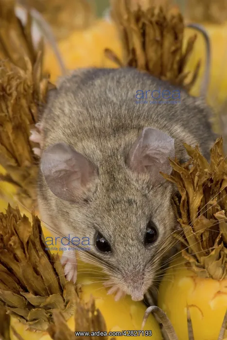 : Cactus Mouse : Cactus Mouse