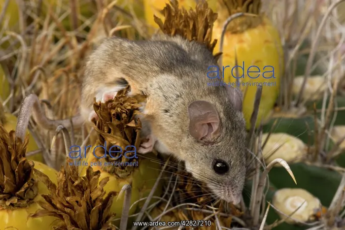 : Cactus Mouse : Cactus Mouse