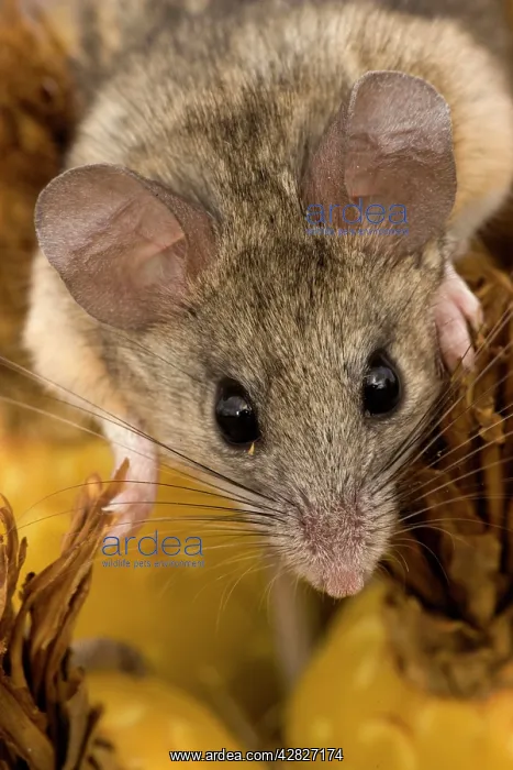 : Cactus Mouse - Close-up of face : Cactus Mouse - Close-up of face