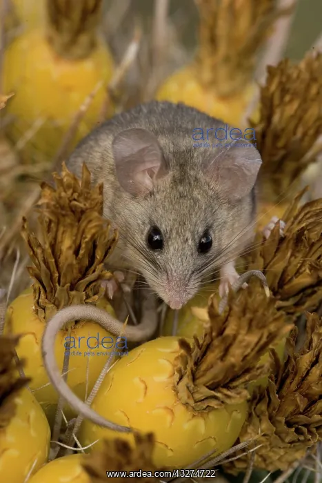 : Cactus Mouse (Peromyscus eremicus) - Arizona - Habitat is ro : Cactus Mouse (Peromyscus eremicus) - Arizona - Habitat is ro