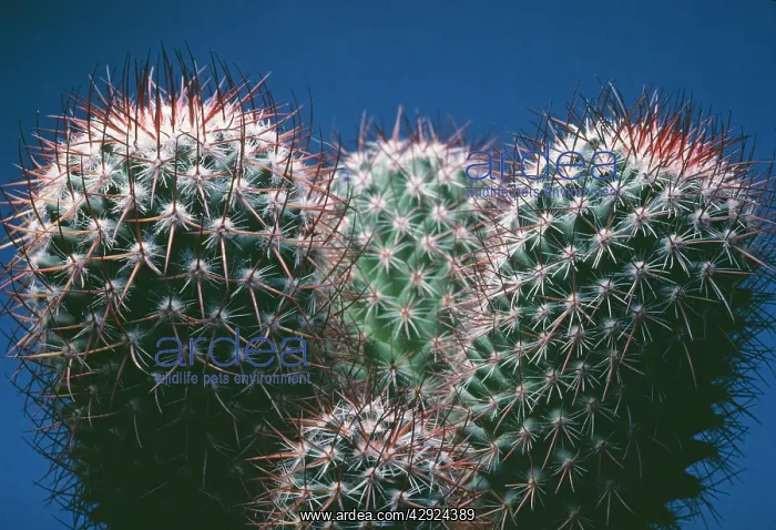 : CACTUS - Notocactus mammulosus : CACTUS - Notocactus mammulosus