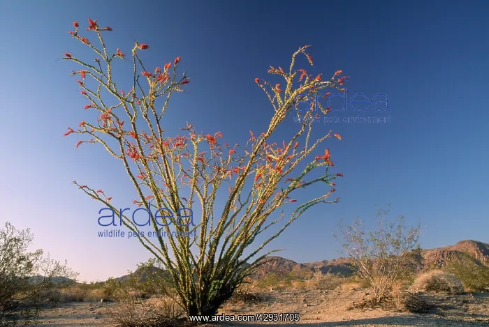 : Cactus - ocotillo : Cactus - ocotillo