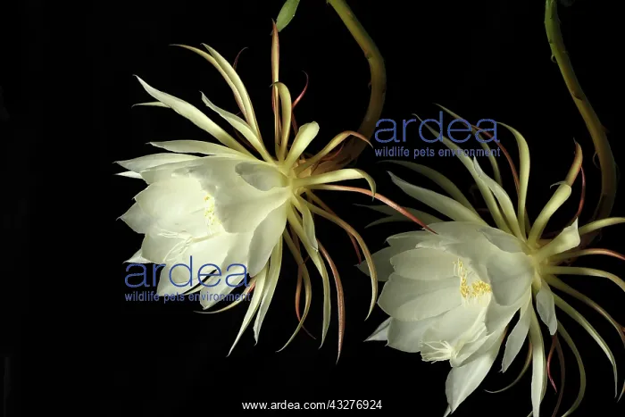 : Cactus, Orchid cactus, Epiphyllum cultivar, White : Cactus, Orchid cactus, Epiphyllum cultivar, White