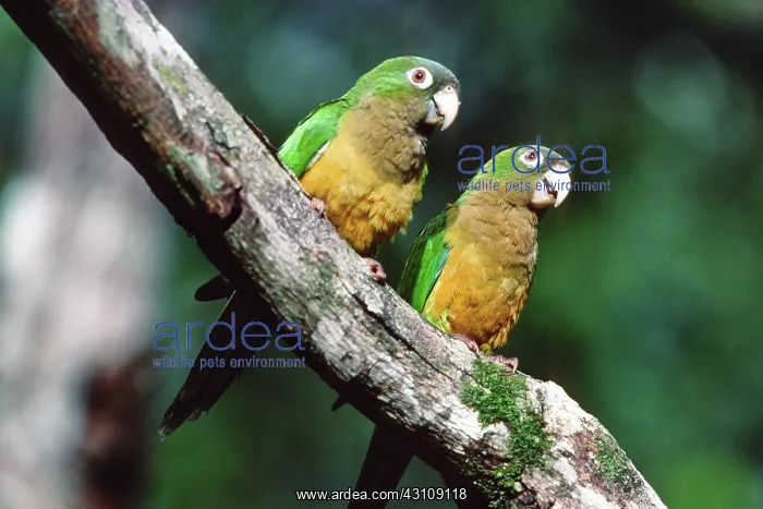 : Cactus Parakeets (Aratinga cactorum) : Cactus Parakeets (Aratinga cactorum)