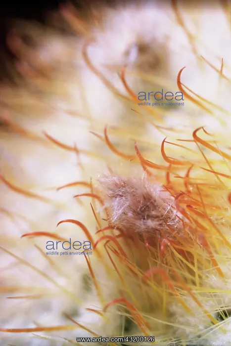 : Cactus, Parodia mutabilis, White subject : Cactus, Parodia mutabilis, White subject